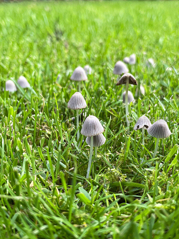 一群生长在花园草坪上的墨仙(Coprinellus atus)的特写图像，木耳菌，带褶皱卵形帽和长柄的毒蕈，重点在前景